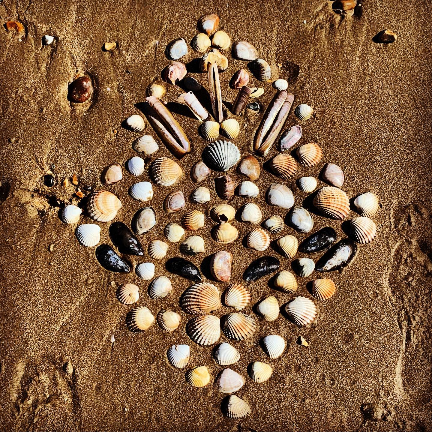So many seashells to discover at low tide.  Hours of aimless, idle fun collecting and arranging.  #lowtideloot #lowtidefinds #shelldoodle #shelldoodling #shelldoodles #musselshell #razorshell #skipperlimpet #cockleshell